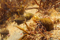 Common Hermit crab (Pagurus bernhardus) in a Common periwinkle shell crawling over floor of a rockpool, Crail, Fife, UK, July.