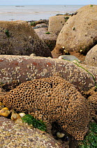 Honeycomb worm reef (Sabellaria alveolata) with clustered tubes built of sand grains attached to boulders, exposed at low tide with the sea in the background, St.Bees, Cumbria, UK, July.