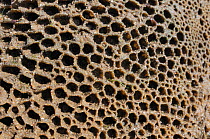 Honeycomb worm reef (Sabellaria alveolata) with clustered tubes built of sand grains attached to boulders, exposed at low tide, St.Bees, Cumbria, UK, July.