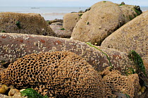 Honeycomb worm reef (Sabellaria alveolata) with clustered tubes built of sand grains attached to boulders, exposed at low tide with the sea in the background, St.Bees, Cumbria, UK, July.