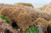 Honeycomb worm reef (Sabellaria alveolata) with clustered tubes built of sand grains attached to boulders, exposed at low tide with the barnacle encrusted boulders and the sea in the background, St.Be...
