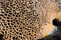 Honeycomb worm reef (Sabellaria alveolata) with clustered tubes built of sand grains attached to boulders, exposed at low tide, St.Bees, Cumbria, UK, July.