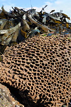 Honeycomb worm reef (Sabellaria alveolata) with clustered tubes built of sand grains attached to boulders, exposed at low tide, alongside Saw wrack (Fucus serratus) St.Bees, Cumbria, UK, July.