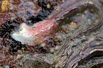 Close up of Keelworm tube (Pomatoceros lamarcki) attached to sandstone boulder exposed on a low spring tide, North Berwick, East Lothian, UK, July.