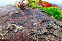 Keelworm tubes (Pomatoceros lamarcki) attached to sandstone boulder exposed on a low spring tide, North Berwick, East Lothian, UK, July.