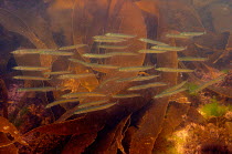 Shoal of Sand eels (Ammodytes tobianus) swimming in a rockpool past kelp fronds, North Berwick, East Lothian, UK, July.
