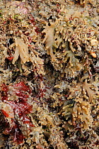 Sea mat (Alcyonidium diaphanum), a colonial bryozoan, growing on rocks exposed on a low spring tide alongside red algae, North Berwick, East Lothian, UK, July.