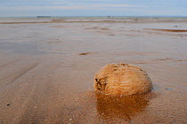 Common heart urchin / Sea potato (Echinocardium cordatum), a burrowing urchin, washed up on a sandy beach, St.Bees, Cumbria, UK, July.