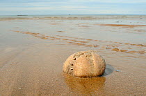 Common heart urchin / Sea potato (Echinocardium cordatum), a burrowing urchin, washed up on a sandy beach, St.Bees, Cumbria, UK, July.