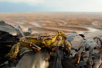 Common Shore crab (Carcinus maenas) on clump of Toothed wrack (Fucus serratus) exposed on shore at low tide, St. Bees, Cumbria, UK, July.