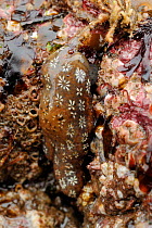 Star ascidian (Botryllus schlosseri), a colonial sea squirt growing on rocks exposed on a low spring tide among barnacles, bryozoans and red algae, North Berwick, East Lothian, UK, July.