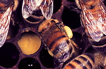 Honey Bee (Apis mellifera) tending to a cell at the nest. The bee will provision the cell with pollen and nectar ('bee bread') from its pollen basket  or 'corbicula'.