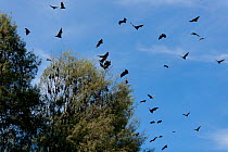 Spectacled flying foxes (Pteropus conspicillatus) flying out of the island where they roost during the day, North Queensland, Australia. February.