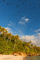 Spectacled flying foxes (Pteropus conspicillatus) flying out of the island where they roost during the day, North Queensland, Australia. February.