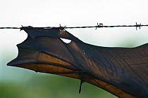 Spectacled flying fox (Pteropus conspicillatus) killed in barbed wired fence, Queensland, Australia. December 2007.