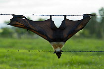 Spectacled flying fox (Pteropus conspicillatus) killed in barbed wired fence, Queensland, Australia. December 2007.