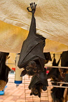 Spectacled flying foxes (Pteropus conspicillatus) orphans cared for in Tolga Bat Hospital, hanging on clothes dryer with liquid available, Atherton, North Queensland, Australia. December 2007.