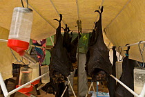 Spectacled flying foxes (Pteropus conspicillatus) orphans cared for in Tolga Bat Hospital, hanging on clothes dryer with liquid available, Atherton, North Queensland, Australia. December 2007.