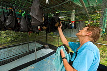 Spectacled flying fox (Pteropus conspicillatus) orphan baby being cared for by Lib Ruytenberg, volunteer wildlife carer, with another hanging from her shirt and more hanging up inside Tolga Bat Hospit...