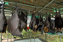 Spectacled flying fox orphans (Pteropus conspicillatus) hanging from rehab cage, Tolga Bat Hospital, Atherton, North Queensland, Australia. December 2007.