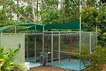 Spectacled flying fox (Pteropus conspicillatus) shaded enclosures where bats are cared for, Tolga Bat Hospital, Atherton, North Queensland, Australia. December 2007.