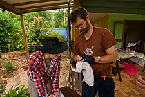 Spectacled flying fox orphans (Pteropus conspicillatus) being weighed and microchipped by volunteer wildlife carers Maren and Andrew of Tolga Bat Hospital, Atherton, North Queensland, Australia. Decem...