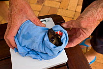 Spectacled flying fox orphans (Pteropus conspicillatus) being weighed and microchipped by volunteer wildlife carer Andrew of Tolga Bat Hospital, Atherton, North Queensland, Australia. December 2007.