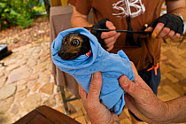 Spectacled flying fox orphans (Pteropus conspicillatus) being weighed and microchipped by volunteer wildlife carers Maren and Andrew of Tolga Bat Hospital, Atherton, North Queensland, Australia. Decem...