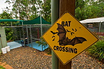 Bat Crossing sign at Tolga Bat Hospital, Atherton, North Queensland, Australia. December 2007.