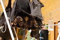 Spectacled flying foxes (Pteropus conspicillatus) orphans in Tolga Bat Hospital, hanging on clothes dryer with liquid available, Atherton, North Queensland, Australia, December 2007.