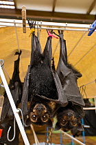 Spectacled flying foxes (Pteropus conspicillatus) orphans  in Tolga Bat Hospital, hanging on clothes dryer with liquid available, Atherton, North Queensland, Australia. December 2007.
