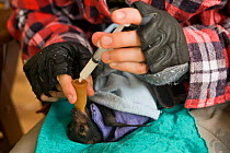 Spectacled flying fox (Pteropus conspicillatus) orphaned baby being hand fed with syringe by volunteer at Tolga Bat Hospital, Atherton, North Queensland, Australia. December 2007.