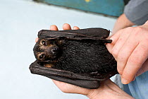 Spectacled flying fox (Pteropus conspicillatus) orphaned baby held in hand by volunteer at Tolga Bat Hospital, Atherton, North Queensland, Australia. January 2008.