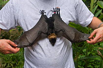 Spectacled flying fox (Pteropus conspicillatus) hanging on to shirt of volunteer wildlife carer Andrew who holds out its wings at Tolga Bat Hospital, Atherton, North Queensland, Australia. January 200...