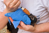 Spectacled flying fox (Pteropus conspicillatus) baby swaddled in cloth ready to sleep, being hand fed from syringe by Ashleigh Johnson, volunteer wildlife carer at Tolga Bat Hospital, Atherton, North...