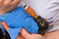 Spectacled flying fox (Pteropus conspicillatus) baby swaddled in cloth ready to sleep, being hand fed from syringe by Ashleigh Johnson, volunteer wildlife carer at Tolga Bat Hospital, Atherton, North...