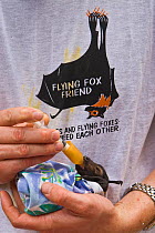 Spectacled flying fox (Pteropus conspicillatus) baby swaddled in cloth ready to sleep, being hand fed from syringe by volunteer wildlife carer wearing a Flying Fox Friend T-shirt, Tolga Bat Hospital,...
