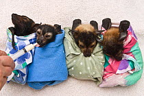 Spectacled flying fox (Pteropus conspicillatus) babies swaddled in cloth ready to sleep, one being hand fed by wildlife carer, Tolga Bat Hospital, Atherton, North Queensland, Australia. January 2008.
