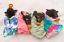 Spectacled flying fox (Pteropus conspicillatus) babies swaddled in cloth ready to sleep, teats in mouths ready to be fed, Tolga Bat Hospital, Atherton, North Queensland, Australia. January 2008.
