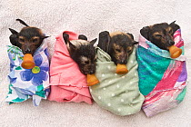 Spectacled flying fox (Pteropus conspicillatus) babies swaddled up in cloth ready to sleep, teats in mouths ready to be fed, Tolga Bat Hospital, Atherton, North Queensland, Australia. January 2008.