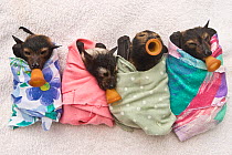Spectacled flying fox (Pteropus conspicillatus) babies swaddled up in cloth ready to sleep, teats in mouths ready to be fed, Tolga Bat Hospital, Atherton, North Queensland, Australia. January 2008.