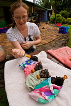 Spectacled flying fox (Pteropus conspicillatus) babies swaddled up in cloth ready to sleep, whilst being hand fed by wildlife volunteer carer Ashleigh Johnson, Tolga Bat Hospital, Atherton, North Quee...
