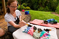 Spectacled flying fox (Pteropus conspicillatus) babies swaddled in cloth ready to sleep, being hand fed by wildlife volunteer carer Ashleigh Johnson, Tolga Bat Hospital, Atherton, North Queensland, Au...