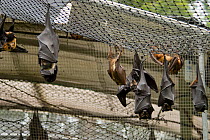 Spectacled flying foxes (Pteropus conspicillatus) roosting on the ceiling of their enclosure, Tolga Bat Hospital, Atherton, North Queensland, Australia. January 2008.