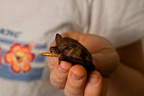 Captive Free-tail microbat (Molossidae) feeding on a mealworm, Tolga Bat Hospital, Atherton, North Queensland, Australia. January 2008.