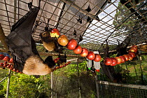 Spectacled flying foxes (Pteropus conspicillatus) inside cage feeding on stringed apples, Tolga Bat Hospital, Atherton, North Queensland, Australia. January 2008.