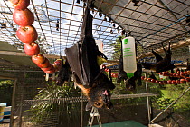 Spectacled flying foxes (Pteropus conspicillatus) inside cage feeding on stringed apples, Tolga Bat Hospital, Atherton, North Queensland, Australia. January 2008.