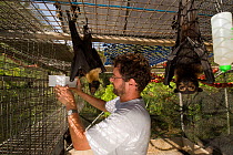 Spectacled flying foxes (Pteropus conspicillatus) inside cage with volunteer Andrew providing clean water, Tolga Bat Hospital, Atherton, North Queensland, Australia. January 2008.