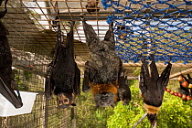 Spectacled flying foxes (Pteropus conspicillatus) inside cage, Tolga Bat Hospital, Atherton, North Queensland, Australia. January 2008.