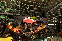 Spectacled flying foxes (Pteropus conspicillatus) inside cage feeding on stringed apples and watermelon, Tolga Bat Hospital, Atherton, North Queensland, Australia. January 2008.